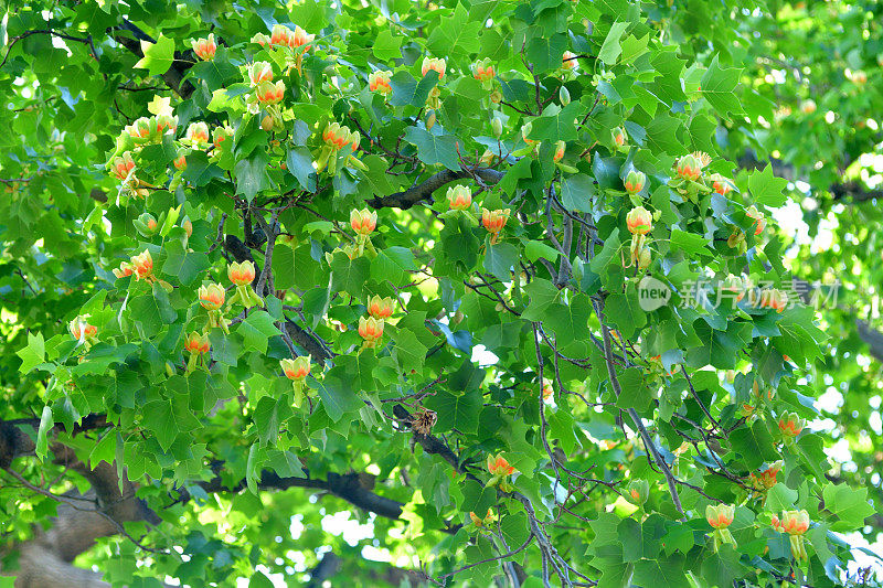 郁金香树花/鹅掌楸郁金香花